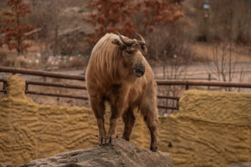 Takini animal with brown hair in cold winter day