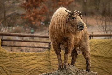 Takini animal with brown hair in cold winter day