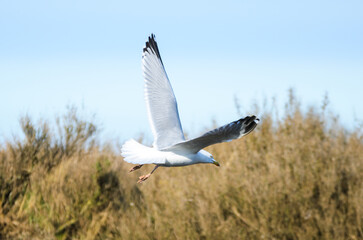 Seagull in flight