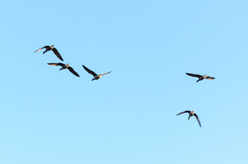 Flying flock of Geese