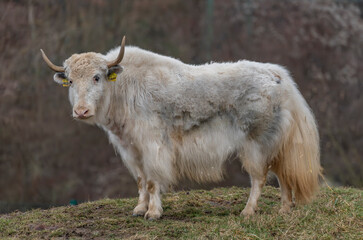 White Asia cow with long horn and hair on dry grass in cold day