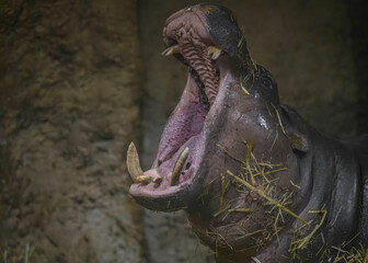 Hippo animal interior with dirty body dark room