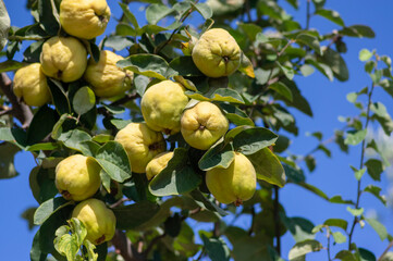 Cydonia oblonga quince ripening on the tree, fruits hanging on branches in orchard before harvest