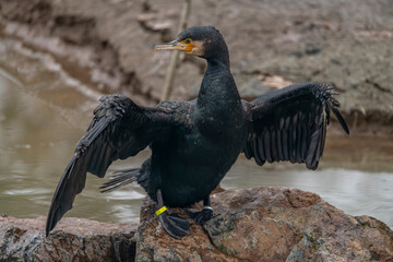 Big bird with long wet wings near pond in forest