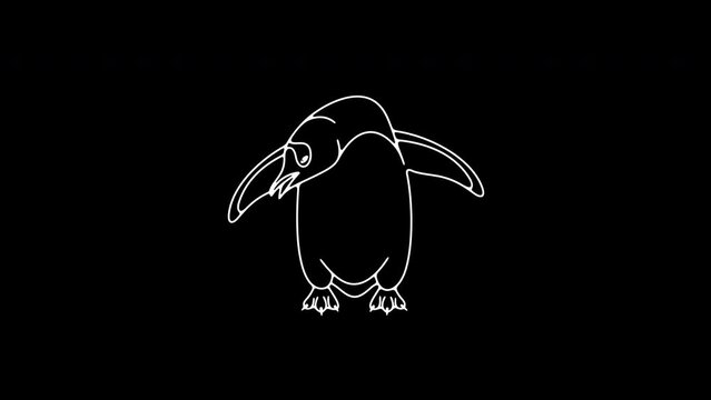 Subantarctic penguin or gentoo penguins graphic animation. Alpha channel. Animal, bird, avian, feathered, antarctica on transparent background motion design. 4K resolution 