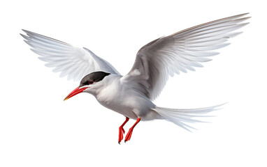 Flying Tern Bird Isolated on Transparent Background PNG. - obrazy, fototapety, plakaty