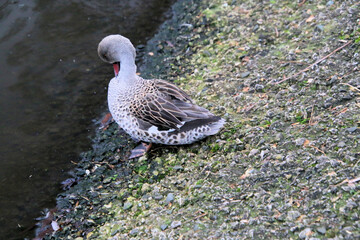 A close up of a Cape Teal Duck