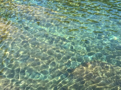 Seaweed in clear water at the bottom of sea. 
