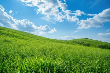 Fototapeta na wymiar Landscape of green grass on slope with blue sky