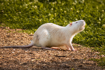 White nutria sits on the sawdust road on a sunny fall day. Albino nutria in wildlife.