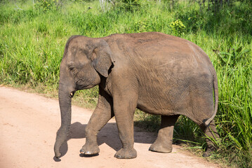 Indischer Elefant im Minneriya Nationalpark auf Sri Lanka