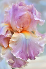 beautiful art with soft lavender pink  iris flower with water drops against abstract  background. close up. paint watercolor style. Ai generated - obrazy, fototapety, plakaty