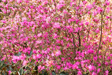 Obraz premium Rhododendron ostara, a pink-colored dwarf rhododendron that blooms in early spring.