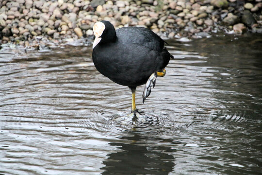 A Coot in the water
