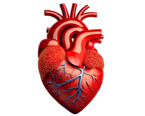 human heart cut out isolated on transparent background, png image