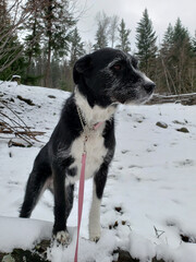 Mixed Breed Senior Dog Standing Proudly on a Snow Covered Log in Rural Canadian Winter