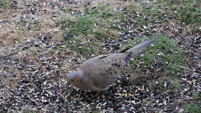Mourning Dove eating Seeds in Spring