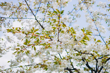Close-up white cherry blossom sakura in spring time. Nature background. High quality photo. Sakura flower in full bloom in spring. Womans, mother day postcard