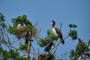 great cormorant, Phalacrocorax carbo sinensis, sitting in their nesting colony high up in the tree on the curonian spit peninsula in Poland on a sunny day.