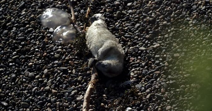 Grey seal Halichoerus grypus pup resting on beach at Skomer Island, Wales, UK
