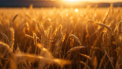 Złote pole pszenicy o zachodzie słońca