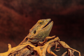 close up of a lizard
