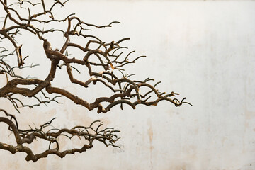 Traditional Chinese bonsai tree background with copy space