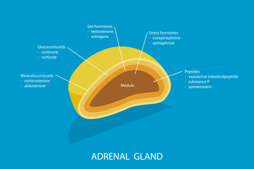3D Isometric Flat Vector Illustration of Adrenal Gland, Endocrine System