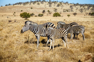 Fototapeta na wymiar Wildlife preserve in Gauteng