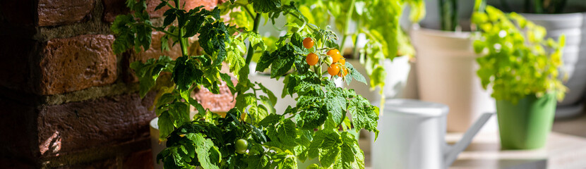 Vegetable urban home garden in the apartment, on the terrace or balcony. Ripe orange tomatoes...