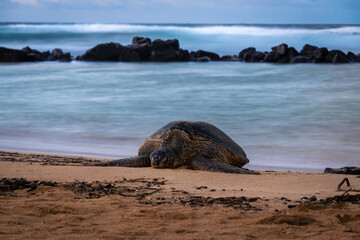turtles on the beach