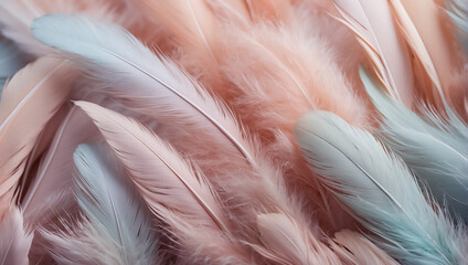 Beautiful feathers closeup background delicate