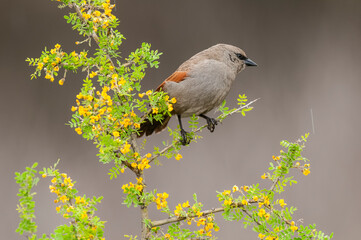 Bay winged Cowbird in Calden forest environment, La Pampa Province, Patagonia, Argentina.