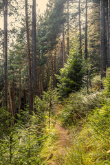 Fototapeta na wymiar Narrow trekking route in the pine forest in summer. Mountain slope in Pirin national park near Bansko ski resort.