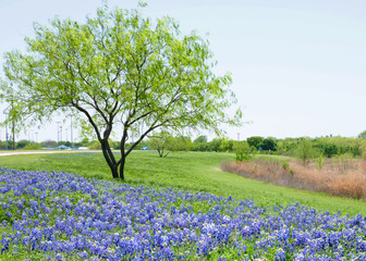 Tree and bluebonnets.
