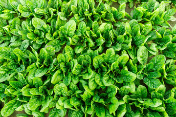 Abundant Green: Spinach Texture or Background in a Crop Field.