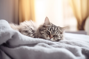 Cat is sleeping on fluffy duvet. Comfortable sleep in modern bedroom. Cute pet has a nap on couch. Tranquil scene with domestic animal. - 728850300