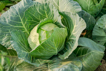 Fototapeta premium Fresh cabbage from the garden