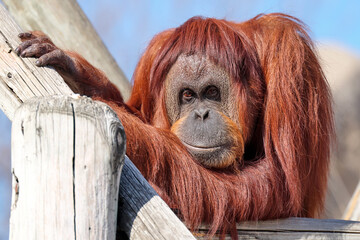 Orangutan relaxing at zoo. © rospotte