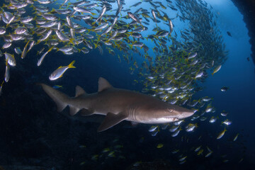 Grey Nurse (Sand tiger or ragged tooth) shark  and a school of fish inside an underwater cave