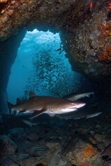 Grey Nurse (Sand tiger or ragged tooth) sharks at teh entrance to the underwater cave. Vertical frame.