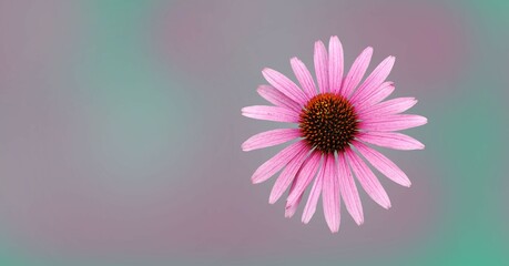 Colorful 'Echinacea' flower blossom. Cut out. Floral patterns, wallpapers and backgrounds. Image...