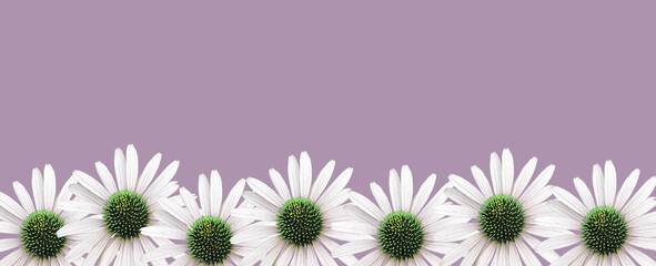 Colorful 'Echinacea' flower blossom. Cut out. Floral patterns, wallpapers and backgrounds. Image...