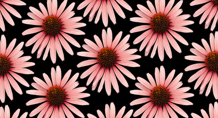Colorful 'Echinacea' flower blossom. Cut out. Floral patterns, wallpapers and backgrounds. Image manipulation. A playful image