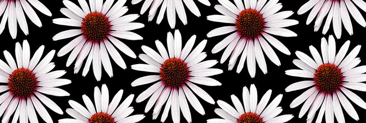 Colorful 'Echinacea' flower blossom. Cut out. Floral patterns, wallpapers and backgrounds. Image...