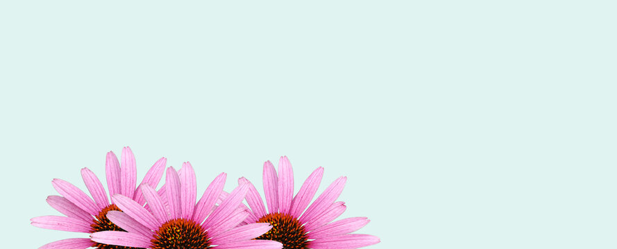 Colorful 'Echinacea' flower blossom. Cut out. Floral patterns, wallpapers and backgrounds. Image manipulation. A playful image