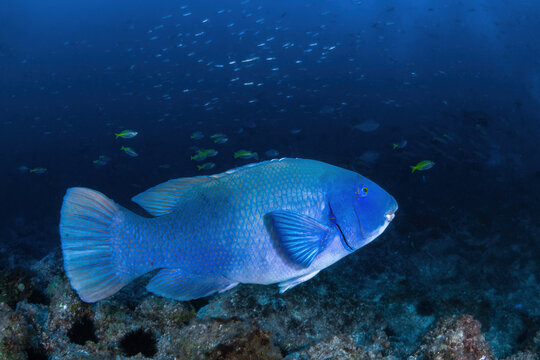 Blue Grouper