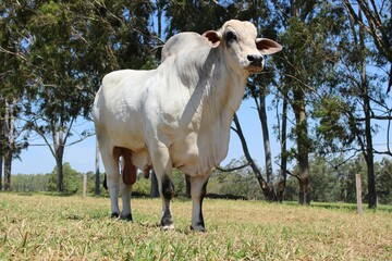 Touro ra&ccedil;a nelore