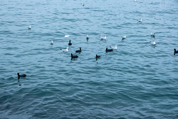 seagulls on the water