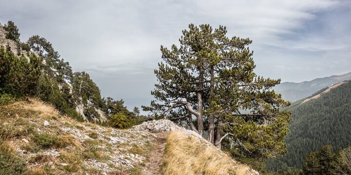 Pirin highlands in summer day: the rocky mountain slope and Bosnian pine or Heldreich's pine trees (Pinus heldreichii) on it. Trekking route from Banderitsa hut to Kazana shelter.